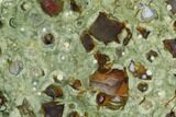 Polished Rainforest Jasper (Rhyolite) Section - Australia #95900-1